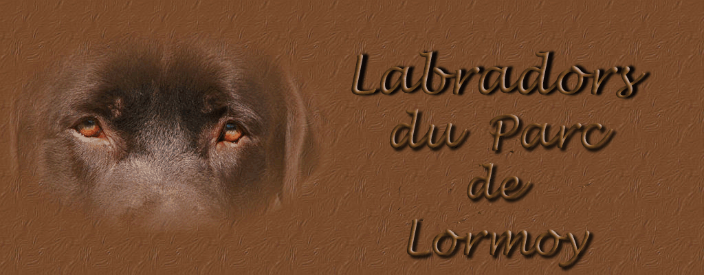 Labradors du Parc de Lormoy